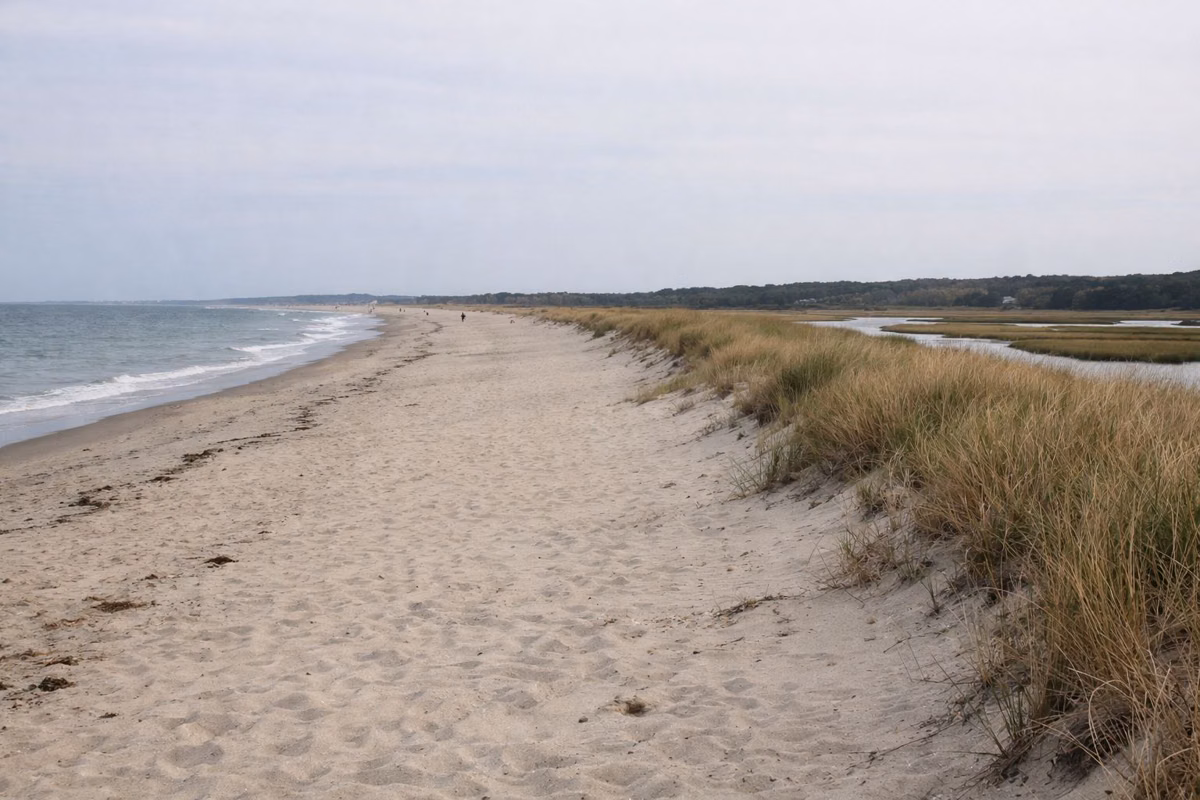 A long, wide barrier beach backed by tall grassy dunes