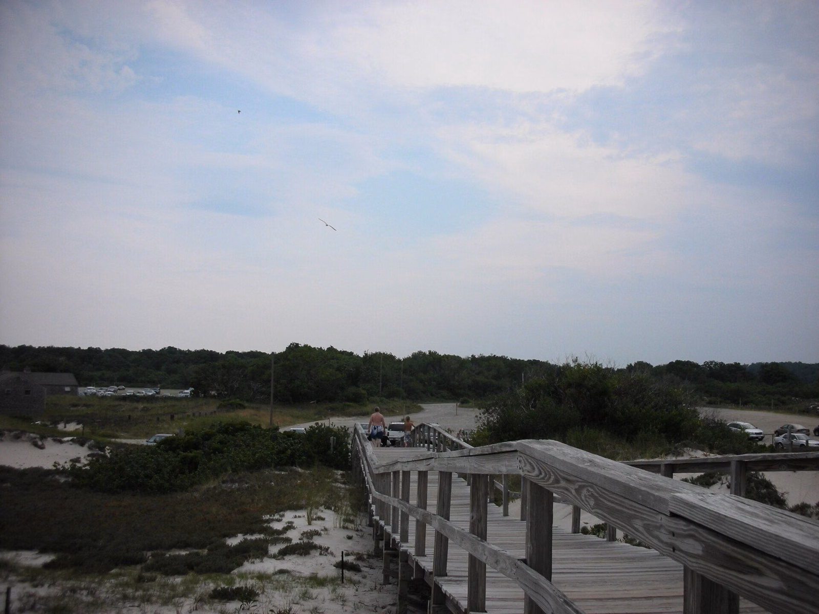 A wooden boardwalk crossing the marsh and dune scrub at Crane Beach, Ipswich