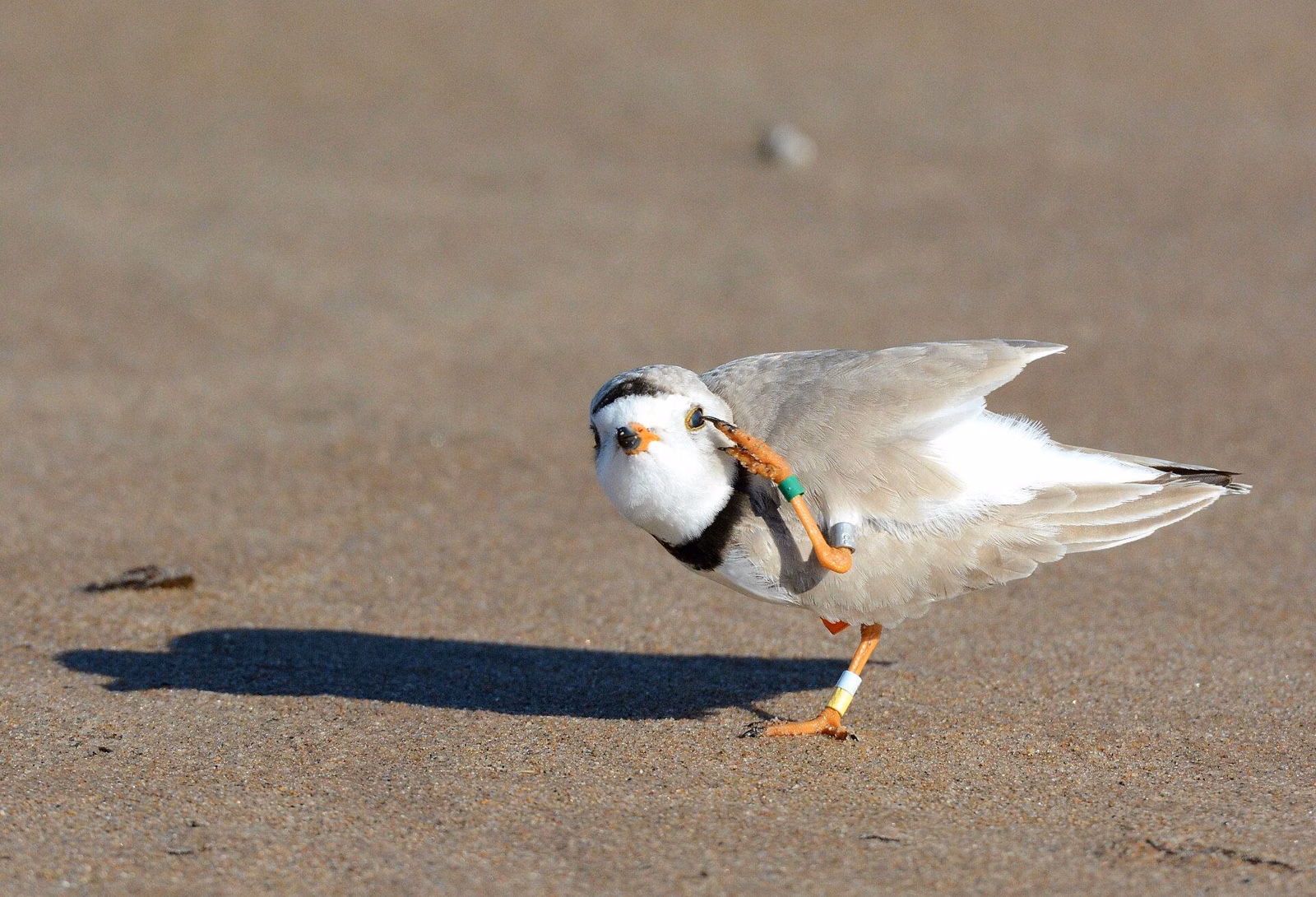 A banded piping plover walking on a sandy beach (U.S. Fish and Wildlife Service photo)