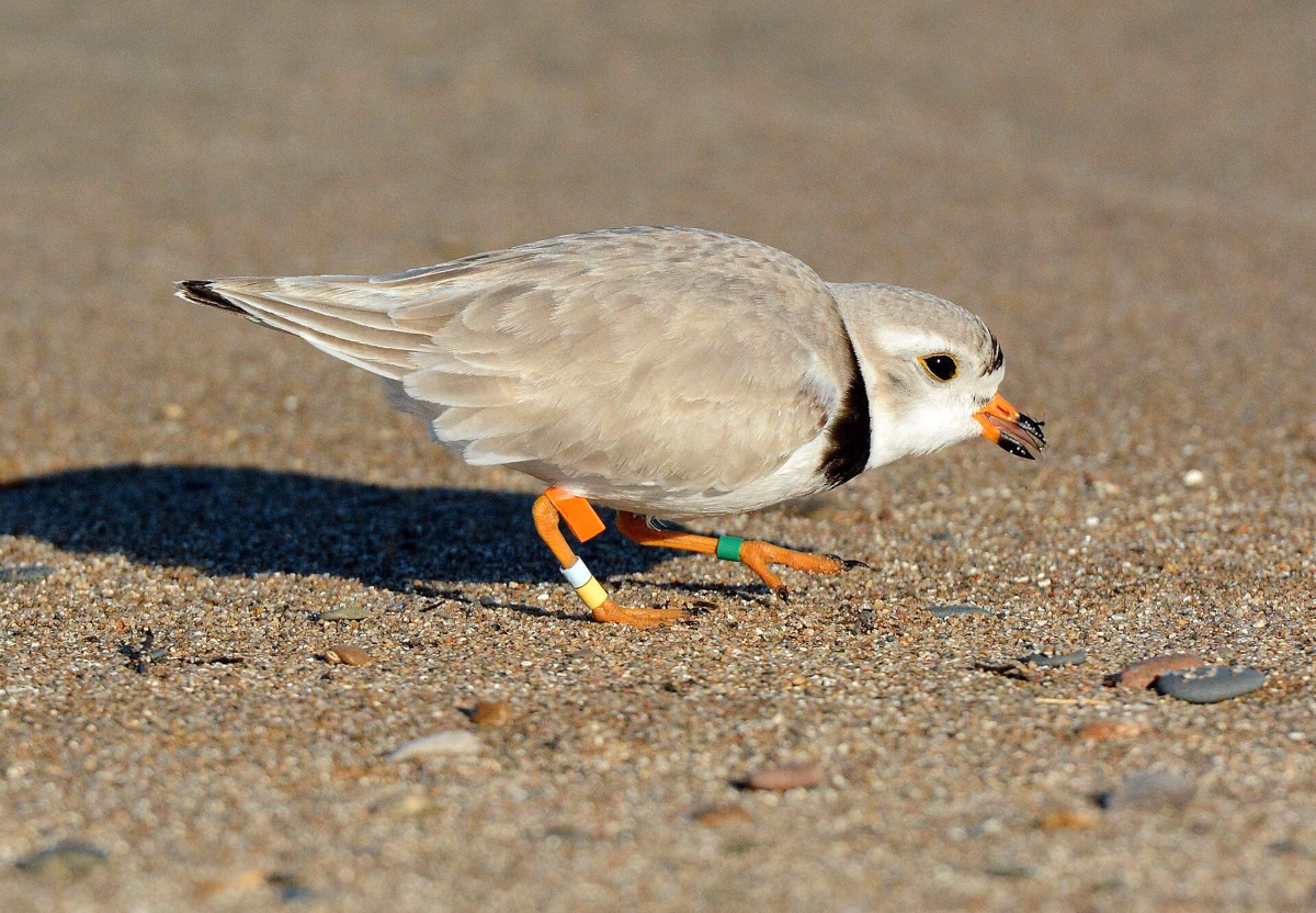 A piping plover feeding on exposed beach sand (U.S. Fish and Wildlife Service photo)